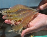 Ecuador: Giá tôm giảm do XK sang Mỹ giảm