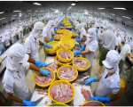  Bức tranh sáng cho thương mại cá minh thái toàn cầu năm 2018