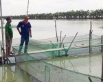 Bẫy thị trường và nguy cơ vỡ trận cá tra