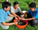 Trúng tôm sau vụ lúa