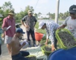 Mỹ Xuyên: Thu hoạch được gần 13.000 ha thủy sản