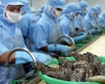 Tôm Việt Nam có nhiều cơ hội xuất khẩu Covid-19