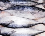 Nhập khẩu cá ngừ nhỏ vào Mỹ tăng