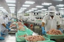 Hùng Vương lên kế hoạch xuất khẩu 60.000 tấn cá tra