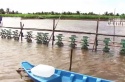 Sóc Trăng: Đầu tư nuôi tôm có trọng điểm
