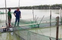 Bẫy thị trường và nguy cơ vỡ trận cá tra