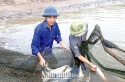Hướng dẫn kịp thời phòng, chống dịch bệnh cho thủy sản