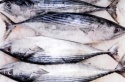 Nhập khẩu cá ngừ nhỏ vào Mỹ tăng