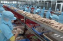 Vượt rào cản thương mại: Cá tra Việt Nam vẫn 