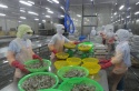 Xuất khẩu tôm Việt Nam vẫn giảm trong 2 tháng đầu năm